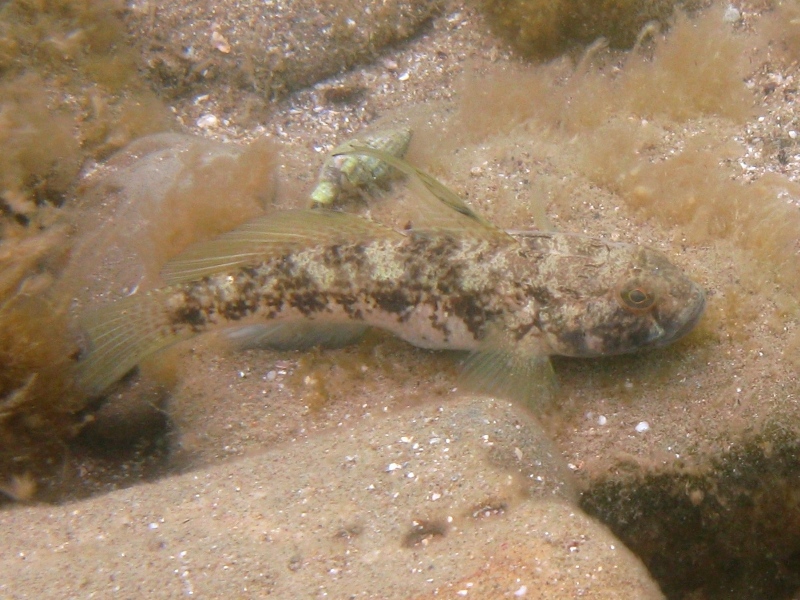 Gobius niger